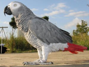 african-grey-parrot-4